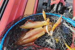 Sorties pêche des calamars en Bretagne