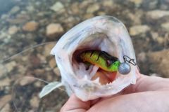 P�cher les carnassiers en hiver