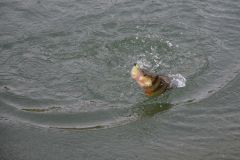 Pche de la perche en hiver