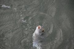 Pêcher la dorade à la pierre