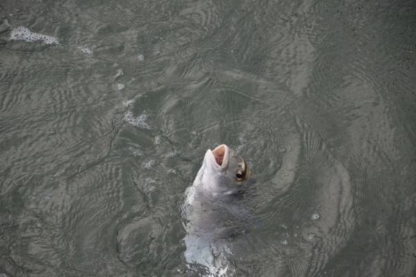 P�cher la dorade � la pierre