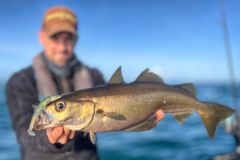 Le Black Minnow de Fiiish 120mm aura encore fait des miracles.