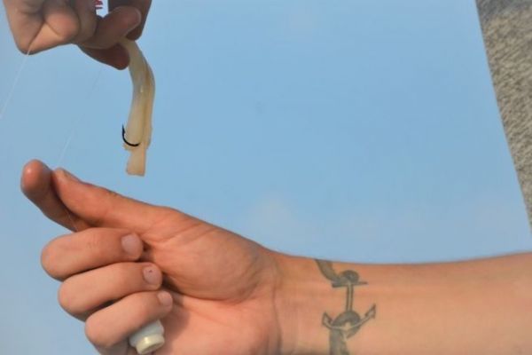 P�cher l'hiver en mer au blanc de calamar