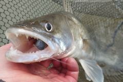 P�che du sandre en hiver