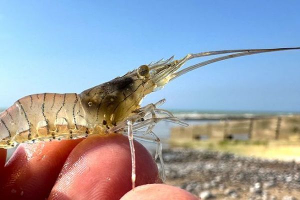 La taille du bouquet passe � 5 cm