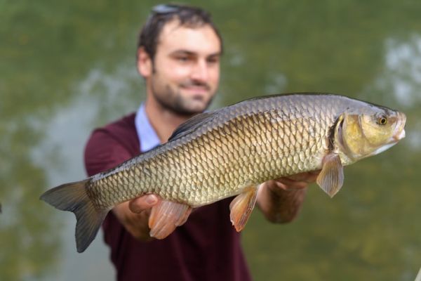 P�cher en Loz�re : street fishing sur le Lot � Chanac et Mende