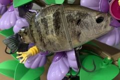 La ressemblance avec un crapet de roche est bluffante !