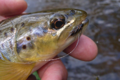 Pr�sentation de mouches noy�es de l'auteur