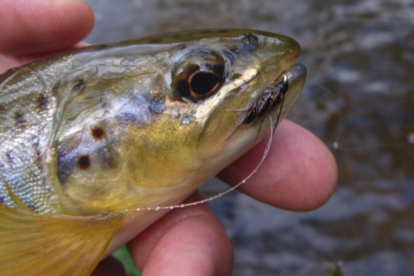 Pr�sentation de mouches noy�es de l'auteur