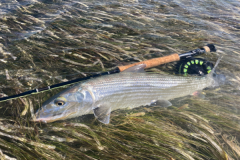 La p�che du bonefish demande un mat�riel de qualit� pour traquer ces poissons tr�s puissants et vifs