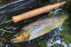 Il faut toujours avoir quelques Elk Hair Caddis dans ses boites ! 