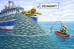 La p�che de loisir a pr�lev� 0,65% des maquereaux en France en 2025