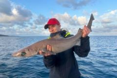 L�aiguillat commun 