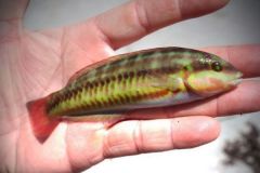 Girelle � deux bandes.