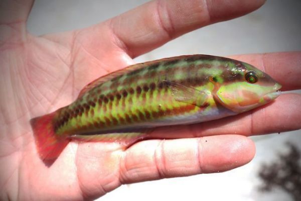 Rockfishing dans les keys, une multitude d'esp�ces � d�couvrir !