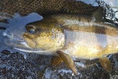 Une belle truite sur un petit leurre