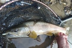 Truite au Powertail evo