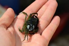 Quels poissons p�cher avec des crabes ?