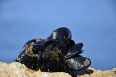 P�cher avec des moules