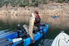 Pêcher le silure au live