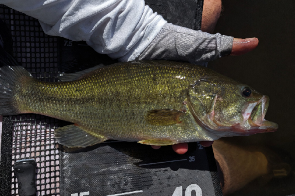P�cher le black-bass aux leurres