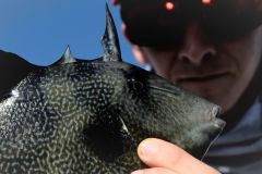 Baliste ou poisson mordeur