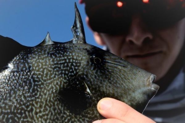 Baliste ou poisson mordeur