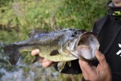 P�cher le black-bass en �t�