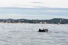 Rencontre avec les dauphins