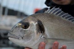 P�che de la dorade royale � la cal�e 