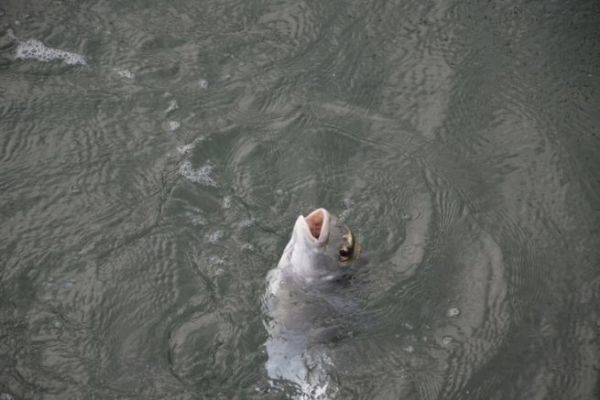 P�cher en automne en mer