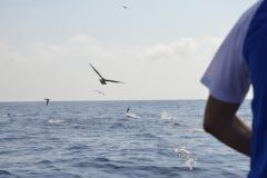 P�che du thon sur chasses