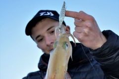 La saison des calamars