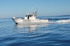 Fargo 31