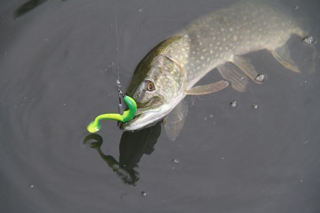 Brochet pris avec un hameon texan en plombe ventrale