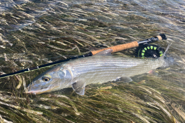La p�che du bonefish demande un mat�riel de qualit� pour traquer ces poissons tr�s puissants et vifs