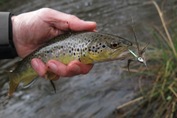 Il est bon d'avoir quelques imitations de petits chabots dans ses boites.