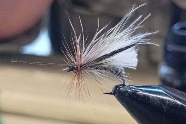 La Mouche qui Sème 2027 : monter des mouches pour reboiser