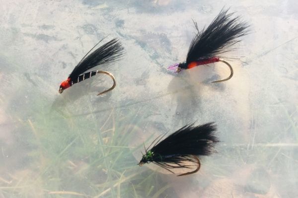 Les cormorants sont de v�ritables aimants � truites ! 