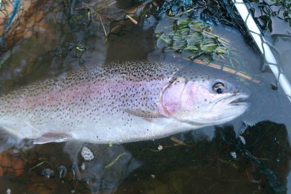 Les variantes de la pche au booby sont  employer lorsque les truites deviennent plus mfiantes