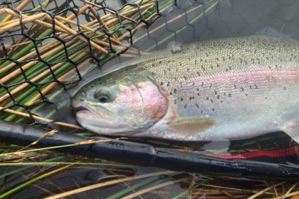 Une premire sortie en rservoir avec du poisson.