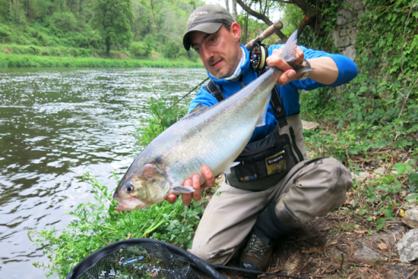 Superbe alose bretonne prise  la mouche sur le Blavet