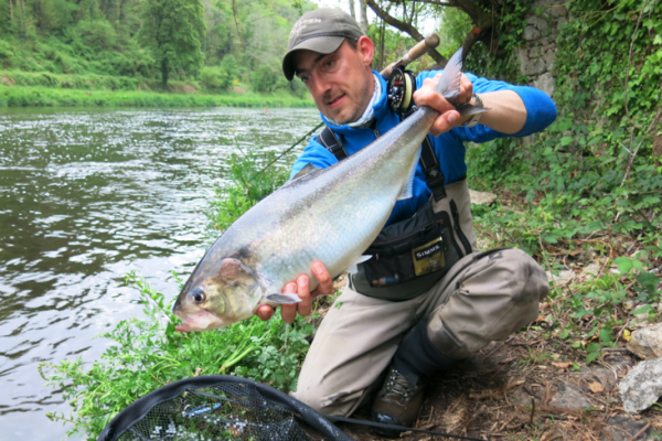 La grande alose remontent de nombreux cours d'eau bretons pour le plus grand plaisir des pcheurs ! 