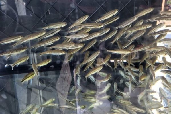 Vente de poissons vivants ou vifs pour la pêche