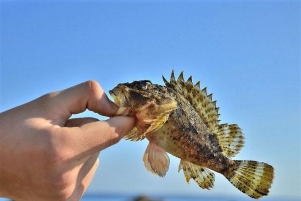 Pcher en rockfishing au Power Isome
