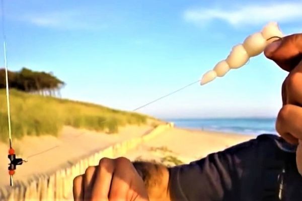 Calamar très attractif grâce à ses bulles d’air