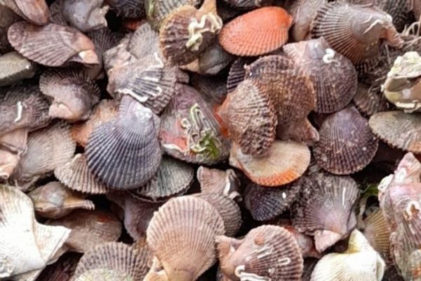 The black scallop, a delicious shellfish that knows how to be discreet