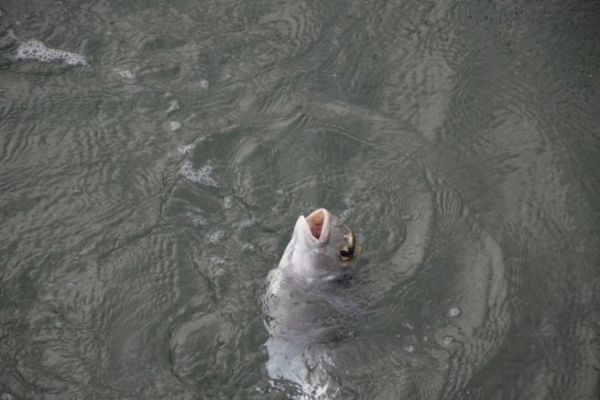 Les appts pour pcher la dorade