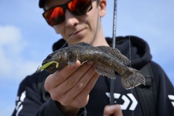 Pêcher les gobies en rockfishing