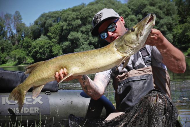 Prise d'un maskinong lors d'une session en Float-tube, Qubec.